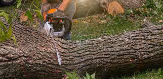 Best Tree Fertilization  in USA