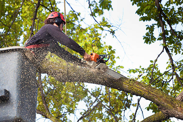 Best Hedge Trimming  in USA